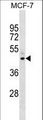 EAR2 / NR2F6 Antibody - NR2F6 Antibody western blot of MCF-7 cell line lysates (35 ug/lane). The NR2F6 antibody detected the NR2F6 protein (arrow).