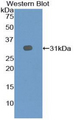 EBF2 Antibody - Western blot of recombinant EBF2.  This image was taken for the unconjugated form of this product. Other forms have not been tested.