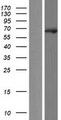 EBF2 Protein - Western validation with an anti-DDK antibody * L: Control HEK293 lysate R: Over-expression lysate