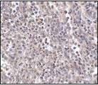 EBI3 / IL-27B Antibody - Immunohistochemistry of EBI3 in human spleen tissue with EBI3 Antibody at 2.5 ?/ml.