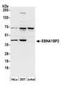 EBNA1BP2 Antibody - Detection of human EBNA1BP2 by western blot. Samples: Whole cell lysate (50 µg) from HeLa, HEK293T, and Jurkat cells prepared using NETN lysis buffer. Antibody: Affinity purified rabbit anti-EBNA1BP2 antibody used for WB at 0.4 µg/ml. Detection: Chemiluminescence with an exposure time of 30 seconds.