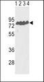 ECE-1 Antibody - Western blot of ECE-1 Antibody in Y79(lane 1), T47D(lane 2) cell line and mouse lung(lane 3), liver(lane 4) tissue lysates (35 ug/lane). ECE-1 (arrow) was detected using the purified antibody.