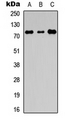 EDEM1 / EDEM Antibody - Western blot analysis of EDEM1 expression in HEK293T (A); Raw264.7 (B); PC12 (C) whole cell lysates.