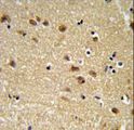 EDIL3 / DEL1 Antibody - EDIL3 Antibody IHC of formalin-fixed and paraffin-embedded brain tissue followed by peroxidase-conjugated secondary antibody and DAB staining.