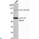 EDR / PEG10 Antibody - Western Blot (WB) analysis using PEG10 Monoclonal Antibody against HeLa cell lysate.