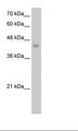 EED Antibody - HepG2 Cell Lysate.  This image was taken for the unconjugated form of this product. Other forms have not been tested.