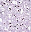 EEF1A1 Antibody - EEF1A1 Antibody immunohistochemistry of formalin-fixed and paraffin-embedded human brain tissue followed by peroxidase-conjugated secondary antibody and DAB staining.