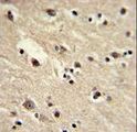 EEF1A1 Antibody - Formalin-fixed and paraffin-embedded human brain with EEF1A1 Antibody , which was peroxidase-conjugated to the secondary antibody, followed by DAB staining. This data demonstrates the use of this antibody for immunohistochemistry; clinical relevance has not been evaluated.