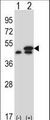 EF1G / EEF1G Antibody - Western blot of EEF1G (arrow) using rabbit polyclonal EEF1G Antibody. 293 cell lysates (2 ug/lane) either nontransfected (Lane 1) or transiently transfected (Lane 2) with the EEF1G gene.