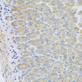 EFHC1 Antibody - Immunohistochemistry of paraffin-embedded mouse stomach tissue.