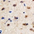 EFHC1 Antibody - Immunohistochemical analysis of EFHC1 staining in rat brain formalin fixed paraffin embedded tissue section. The section was pre-treated using heat mediated antigen retrieval with sodium citrate buffer (pH 6.0). The section was then incubated with the antibody at room temperature and detected using an HRP conjugated compact polymer system. DAB was used as the chromogen. The section was then counterstained with hematoxylin and mounted with DPX.