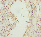 EFHC1 Antibody - Immunohistochemistry of paraffin-embedded human testis tissue at dilution 1:100