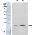 EFNA1 / Ephrin A1 Antibody - Western blot of Ephrin-A1 antibody