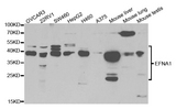 EFNA1 / Ephrin A1 Antibody - Western blot analysis of extracts of various cell lines.
