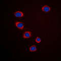 EFNA3 / Ephrin A3 Antibody - Immunofluorescent analysis of Ephrin A3 staining in HepG2 cells. Formalin-fixed cells were permeabilized with 0.1% Triton X-100 in TBS for 5-10 minutes and blocked with 3% BSA-PBS for 30 minutes at room temperature. Cells were probed with the primary antibody in 3% BSA-PBS and incubated overnight at 4 C in a humidified chamber. Cells were washed with PBST and incubated with a DyLight 594-conjugated secondary antibody (red) in PBS at room temperature in the dark. DAPI was used to stain the cell nuclei (blue).