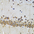 EFNB2 / Ephrin B2 Antibody - Immunohistochemistry of paraffin-embedded mouse brain tissue.
