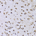 EFTUD2 Antibody - Immunohistochemistry of paraffin-embedded Mouse brain tissue.