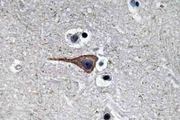 EGF Antibody - IHC of EGF (R709) pAb in paraffin-embedded human brain tissue.
