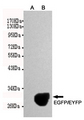 EGFP Antibody - Western blot detection of EGFP/EYFP expression in Rosetta E.coli cells induced by 0(A)or 0.1mM (B)IPTG using EGFP/EYFP mouse monoclonal antibody (1:1000 dilution). Predicted band size: 30KDa Observed band size: 30KDa.
