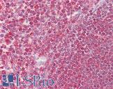 EGR3 Antibody - Anti-EGR3 antibody IHC of human spleen. Immunohistochemistry of formalin-fixed, paraffin-embedded tissue after heat-induced antigen retrieval. Antibody concentration 5 ug/ml.  This image was taken for the unconjugated form of this product. Other forms have not been tested.