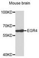 EGR4 / EGR-4 Antibody - Western blot analysis of extracts of Mouse brain cells.