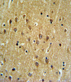 EHD3 Antibody - EHD3 Antibody IHC of formalin-fixed and paraffin-embedded brain tissue followed by peroxidase-conjugated secondary antibody and DAB staining.