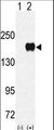 EHMT1 Antibody - Western blot of EUHMTASE (arrow) using rabbit polyclonal EHMT1 (EUHMTASE1) Antibody. 293 cell lysates (2 ug/lane) either nontransfected (Lane 1) or transiently transfected with the EUHMTASE gene (Lane 2) (Origene Technologies).