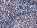 EIF1 Antibody - IHC of paraffin-embedded Human lymph node tissue using anti-EIF1 mouse monoclonal antibody. (Heat-induced epitope retrieval by 10mM citric buffer, pH6.0, 100C for 10min).