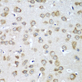 EIF1AX Antibody - Immunohistochemistry of paraffin-embedded mouse brain tissue.