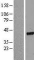 EIF2S2 Protein - Western validation with an anti-DDK antibody * L: Control HEK293 lysate R: Over-expression lysate