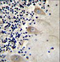 EIF3C / EIF3S8 Antibody - EIF3CL Antibody immunohistochemistry of formalin-fixed and paraffin-embedded human cerebellum tissue followed by peroxidase-conjugated secondary antibody and DAB staining.