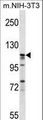EIF3C / EIF3S8 Antibody - EIF3C Antibody western blot of mouse NIH-3T3 cell line lysates (35 ug/lane). The EIF3C antibody detected the EIF3C protein (arrow).
