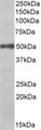 EIF3E Antibody - EIF3E antibody (0.03 ug/ml) staining of Daudi lysate (35 ug protein/ml in RIPA buffer). Primary incubation was 1 hour. Detected by chemiluminescence.