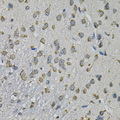 EIF3H / EIF3S3 Antibody - Immunohistochemistry of paraffin-embedded mouse brain using EIF3H Antibody at dilution of 1:100 (40x lens).