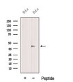 EIF3M / PCID1 Antibody - Western blot analysis of extracts of HeLa cells using EIF3M antibody. The lane on the left was treated with blocking peptide.