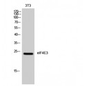 EIF4E3 Antibody - Western blot of eIF4E3 antibody
