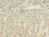 EIF4EBP3 Antibody - Immunohistochemistry of paraffin-embedded human adrenal gland using antibody at 1:100 dilution.  This image was taken for the unconjugated form of this product. Other forms have not been tested.