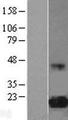 EIF5A Protein - Western validation with an anti-DDK antibody * L: Control HEK293 lysate R: Over-expression lysate