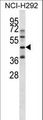 EKLF / KLF1 Antibody - KLF1 Antibody western blot of NCI-H292 cell line lysates (35 ug/lane). The KLF1 antibody detected the KLF1 protein (arrow).