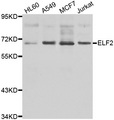 ELF2 / NERF Antibody - Western blot analysis of extracts of various cell lines.