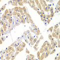 ELF3 / ESE1 Antibody - Immunohistochemistry of paraffin-embedded mouse heart using ELF3 antibody at dilution of 1:100 (40x lens).