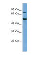 ELF4 / MEF Antibody - ELF4 antibody Western blot of NIH3T3 cell lysate. This image was taken for the unconjugated form of this product. Other forms have not been tested.