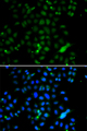 ELF4 / MEF Antibody - Immunofluorescence analysis of A549 cells.