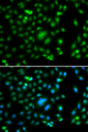 ELF5 Antibody - Immunofluorescence analysis of A549 cells.