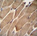 ELMO2 Antibody - ELMO2 Antibody immunohistochemistry of formalin-fixed and paraffin-embedded human skeletal muscle followed by peroxidase-conjugated secondary antibody and DAB staining.