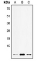 ELOF1 Antibody - Western blot analysis of ELOF1 expression in HEK293T (A); SP2/0 (B); H9C2 (C) whole cell lysates.