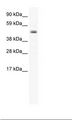 ELP4 Antibody - NIH 3T3 Cell Lysate.  This image was taken for the unconjugated form of this product. Other forms have not been tested.