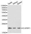 ELSPBP1 / HE12 Antibody - Western blot analysis of extracts of various cell lines, using ELSPBP1 antibody.
