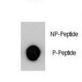 EMA / MUC1 Antibody - Dot blot of MUC1 Antibody (pY1229) antibody on nitrocellulose membrane. 50ng of Phospho-peptide or Non Phospho-peptide per dot were adsorbed. Antibody working concentrations are 0.5ug per ml.