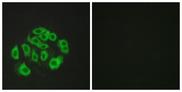 EMCN / Endomucin Antibody - Peptide - + Immunofluorescence analysis of HepG2 cells, using Mucin-14 antibody.